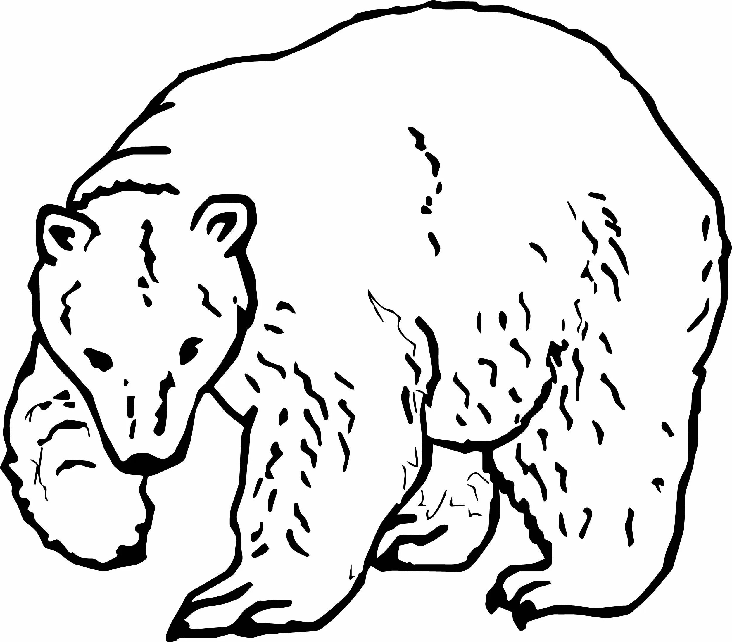Белые картинки для детей. Белый медведь рисунок. Белый медведь раскраска. Белый медведь рисунок для детей. Нарисовать белого медведя.