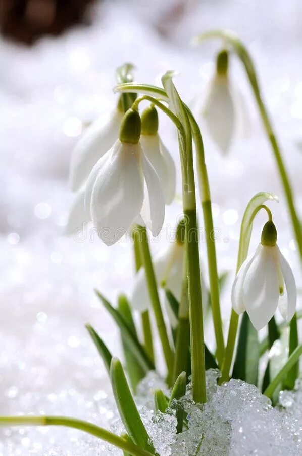 Spring snow перевод