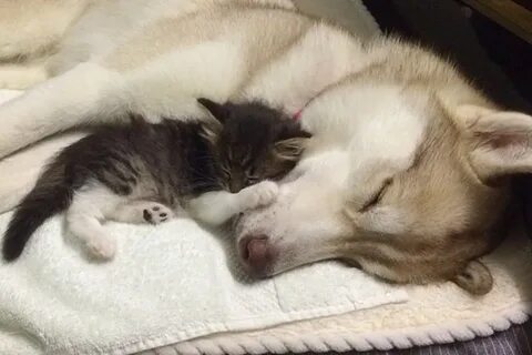 Сонник собака котята