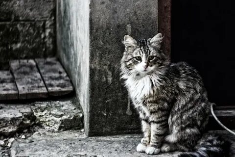 Неизвестные коты