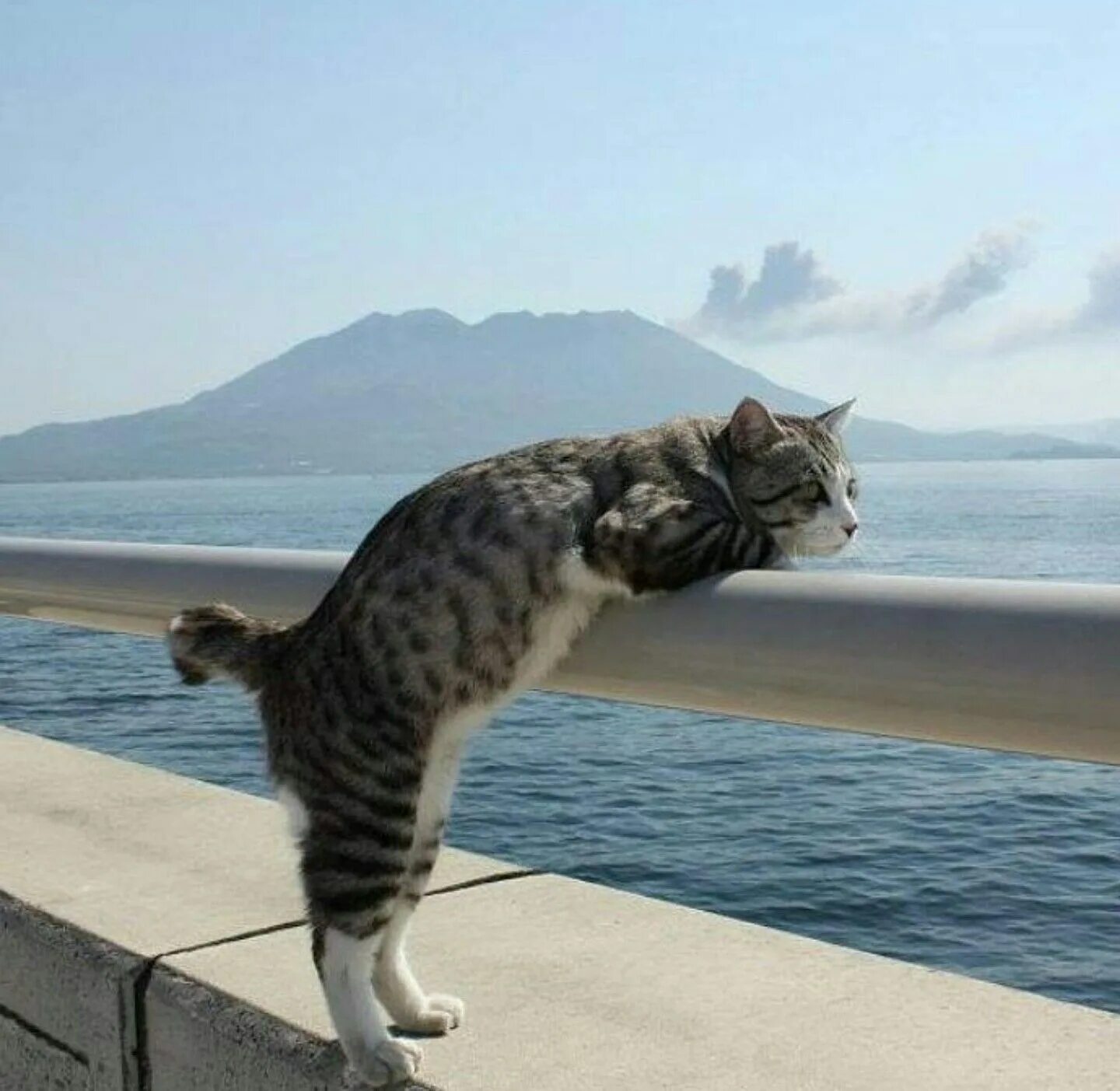 Время немного отдохнуть. Кошка на море. Кошка отдыхает. Котенок на море. Кот на пляже.