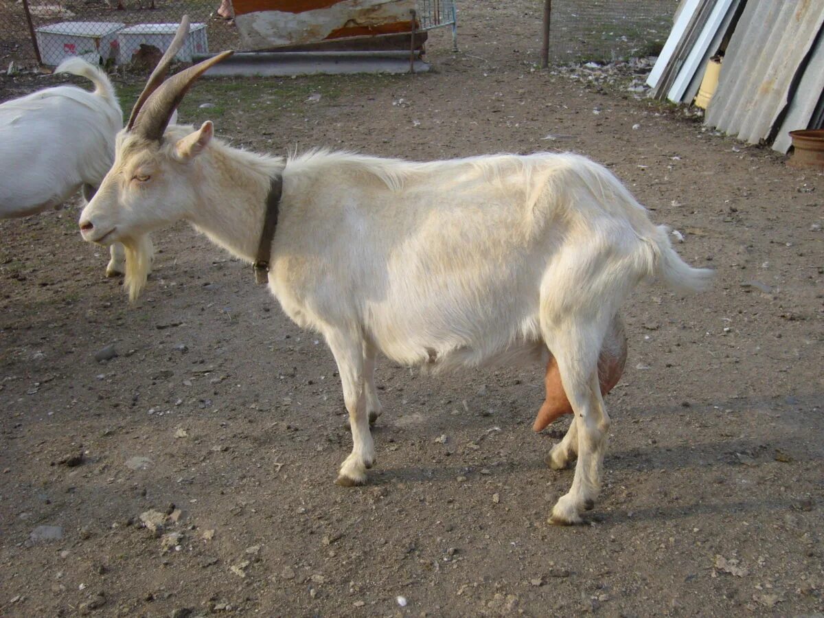 Зааненские козы. Альпийско нубийские козы. Суягные козы. Сколько месяцев беременна коза