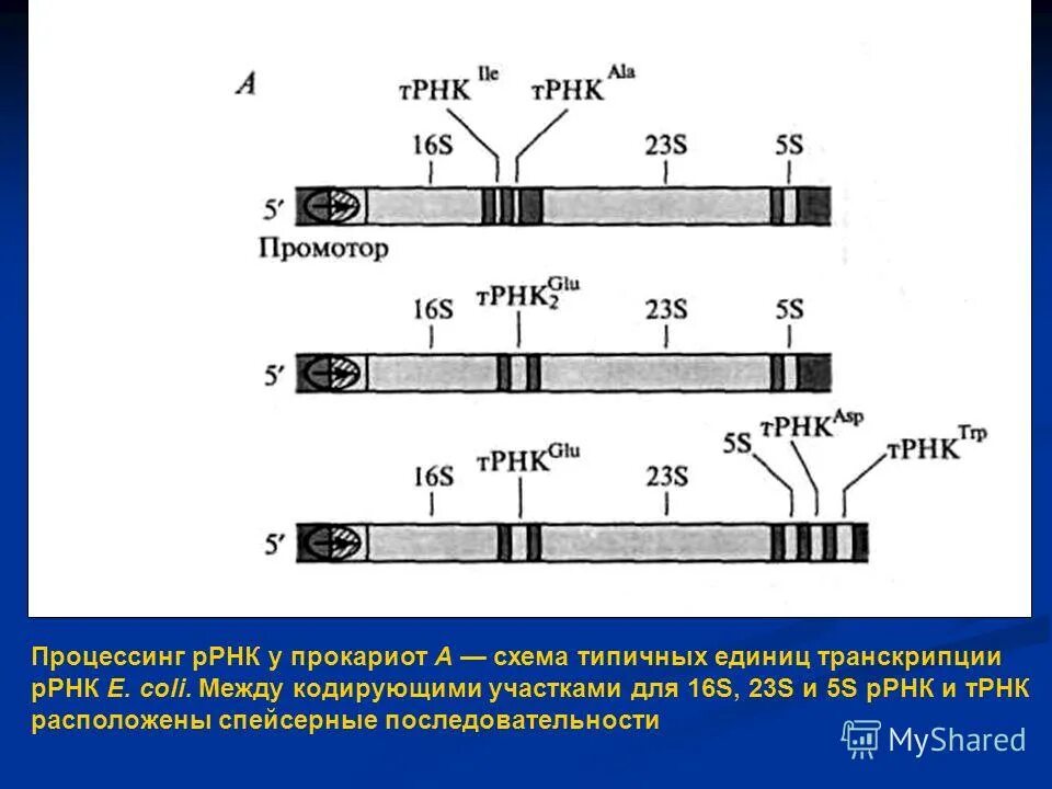 Процессинг РРНК У прокариот. Процессинг ТРНК И РРНК У эукариот. Процессинг предшественника РРНК. Процессинг у эукариот схема.