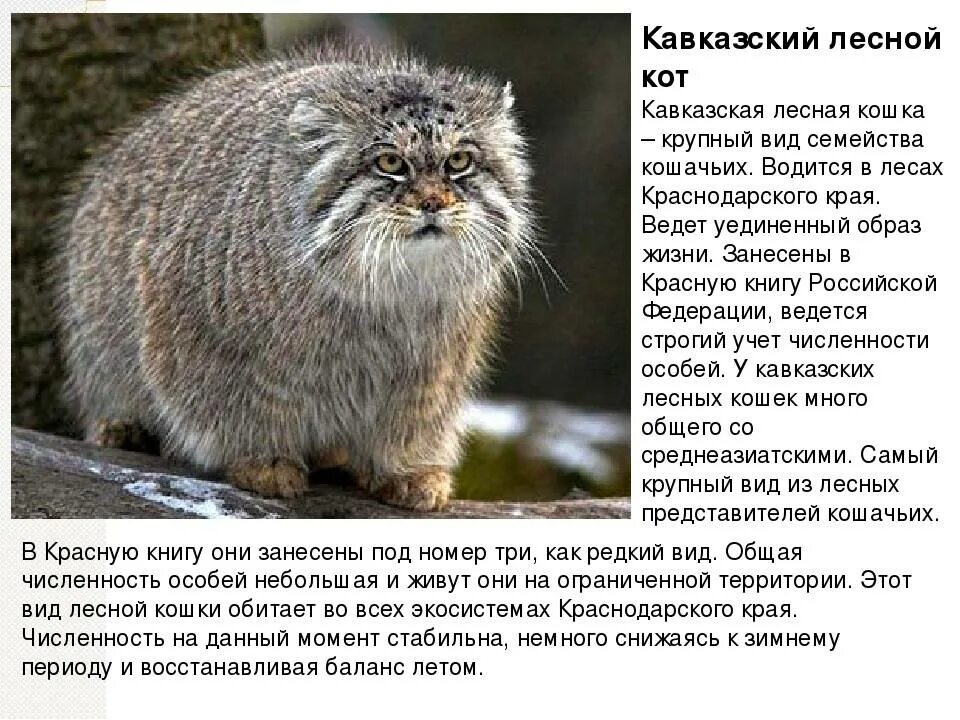 Chez Ginette Pallas's cat, Small wild cats, Manul cat