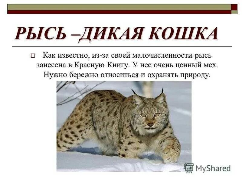 Рысь из красной книги. Рысь красная книга. Рысь красная книга московской области. Рысь входит в красную книгу. Рысь входит в красную книгу.