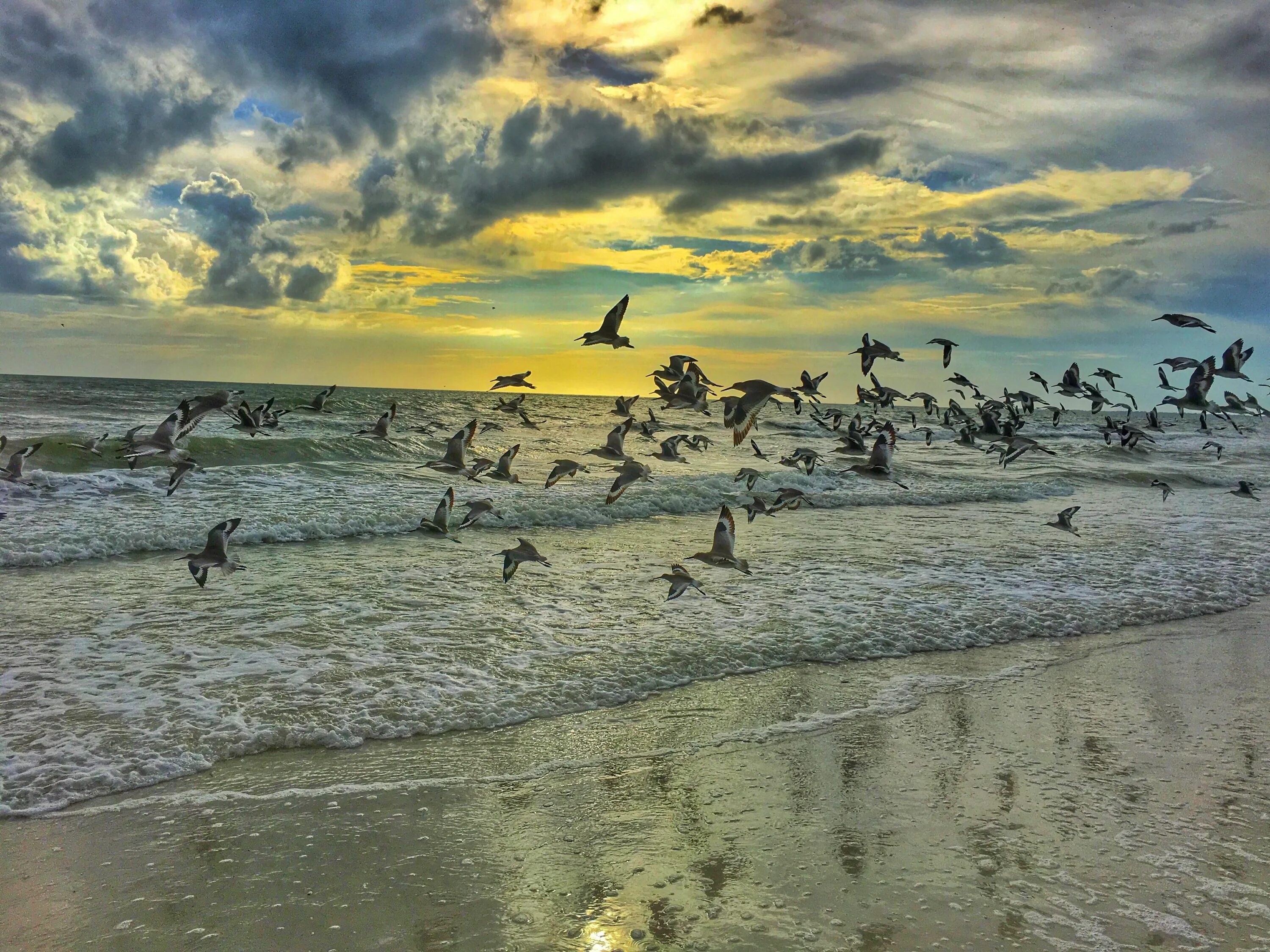 Seabirds it seems