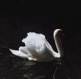 Лебедь отзывы