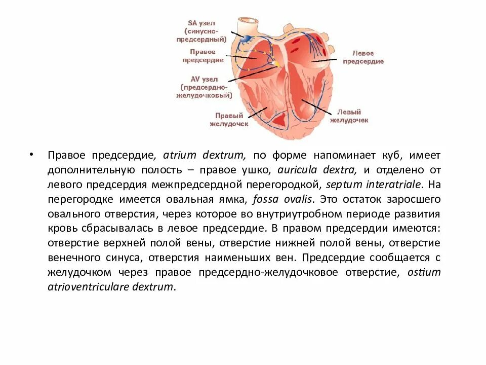 Строение левого предсердия. Правое предсердие (Atrium dextrum). Правое и левое предсердно-желудочковое отверстие. Ушко правого предсердия анатомия. Сообщается с правым предсердием.