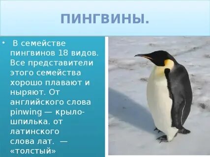Пингвин к какой группе