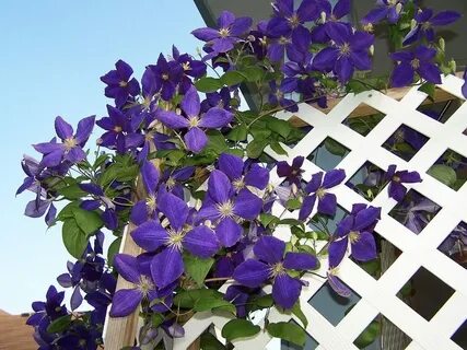 Самые лучшие клематисы