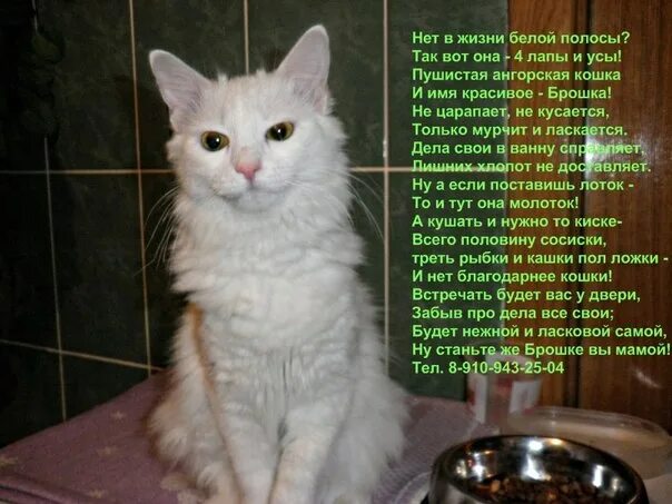 Как зовут белую кошку