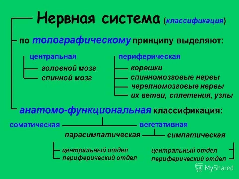 По функции вся нервная система подразделяется на. Нервная система классификация и функции. классификация нервной системы по функциям. классификация отделов нервной системы по расположению и по функциям. анатомическая классификация нервной системы.