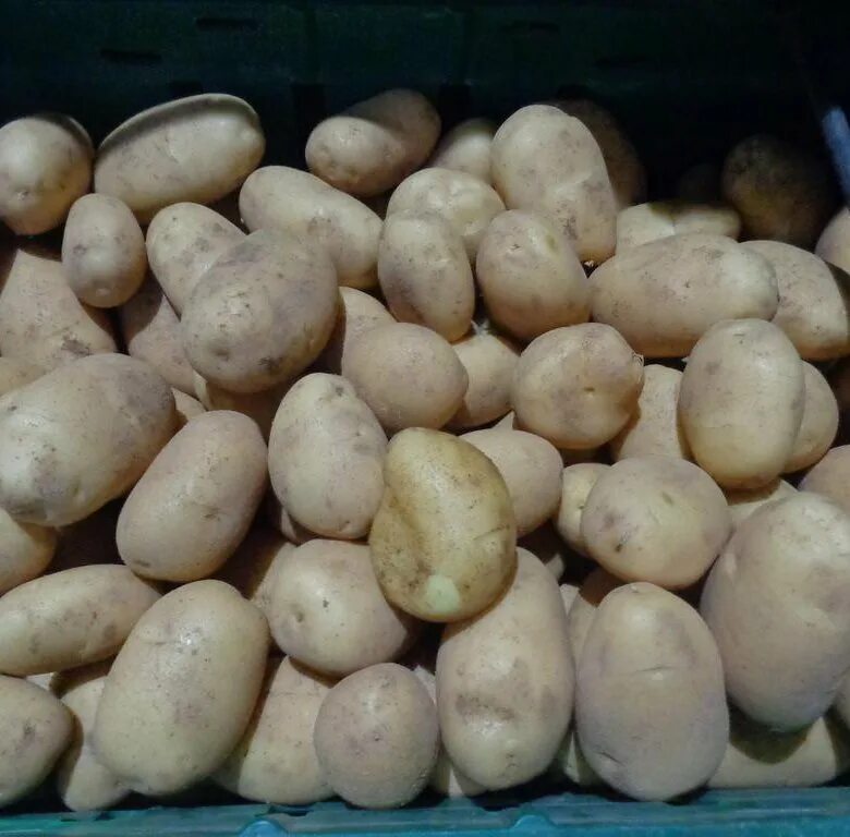 Где купить семенную. Брянский картофель Брянск. Чистый картофель. Сорт картошки Брянский надежный. Ряды картошки.