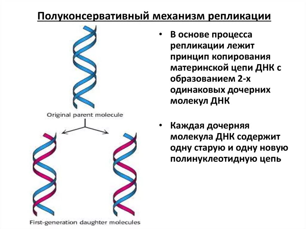 Значение клетки днк. Полуконсервативный механизм репликации ДНК. Схема репликации ДНК. Репликация ДНК полуконсервативный механизм репликации ДНК. Репликация удвоение ДНК.