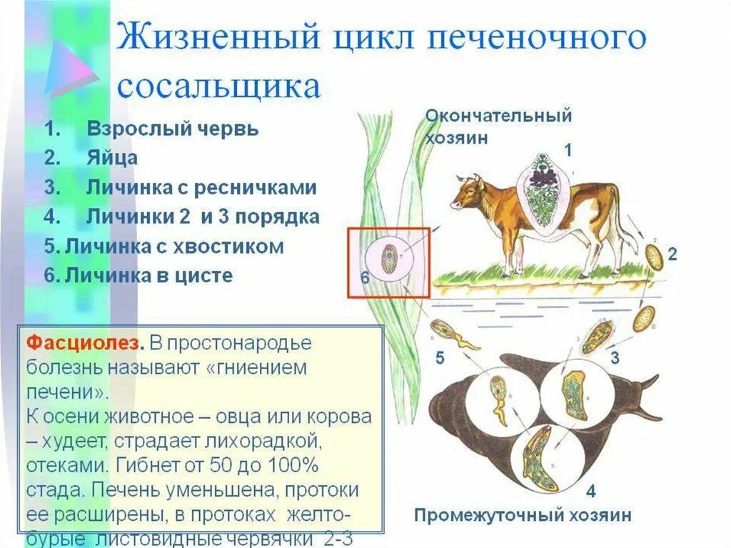 Развитие червей сосальщиков. Схема жизненного цикла печеночного сосальщика. Схема развития печеночного сосальщика. Цикл развития сосальщиков таблица. Цикл развития печеночного сосальщика биология.