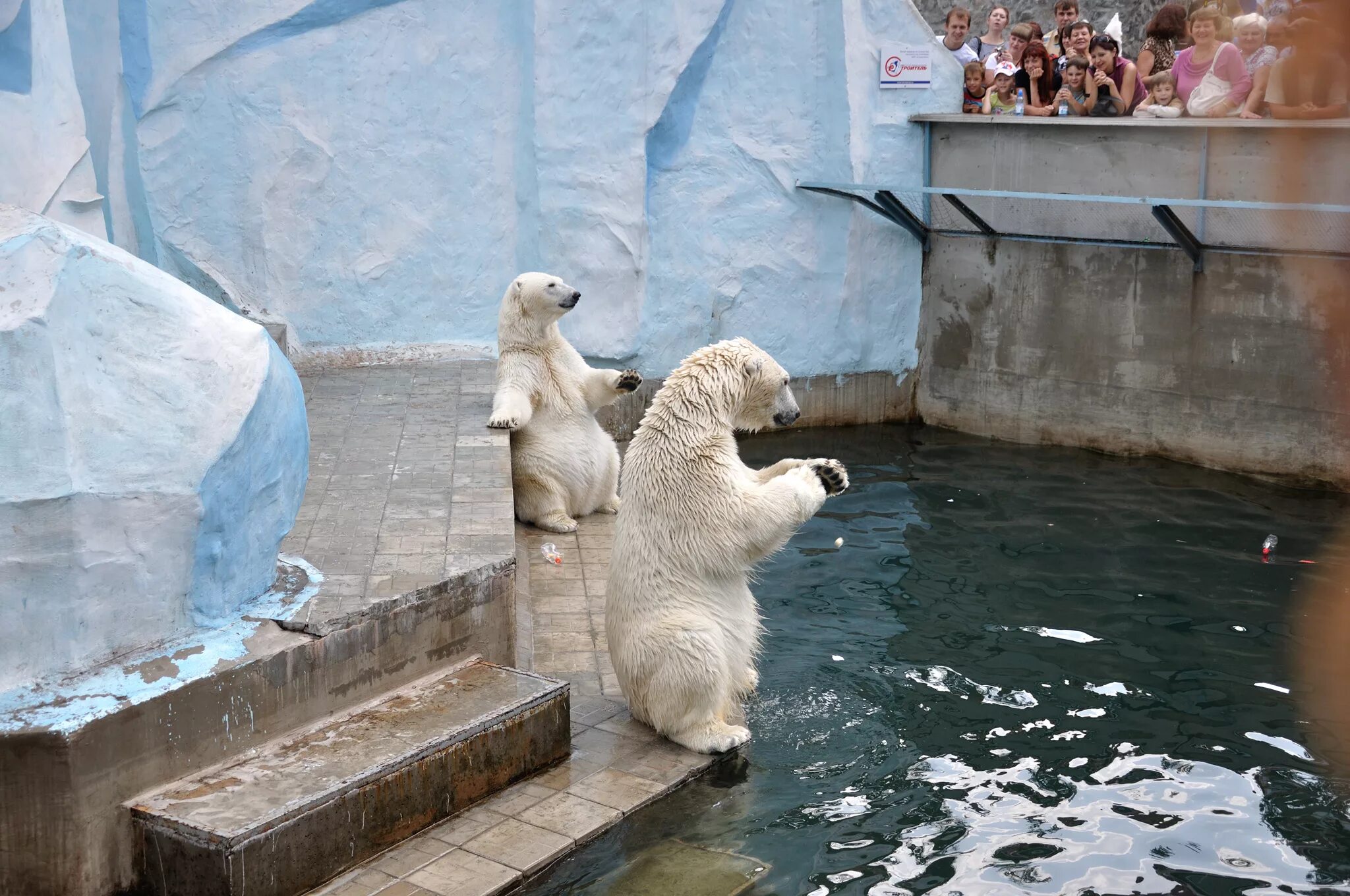 Красноярский зоопарк роев ручей. Мишка зоопарк. Зоопарк саранск. Новосибирский зоопарк медведи. Бурый медведь в зоопарке.