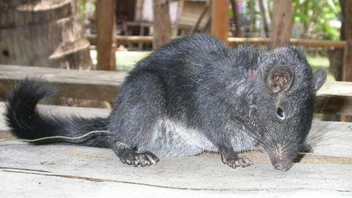 Животное похожее на большую крысу. Лаосская Скальная крыса. Южная тонкохвостая крыса. Крыса с пушистым хвостом. Крыса с мохнатым хвостом.