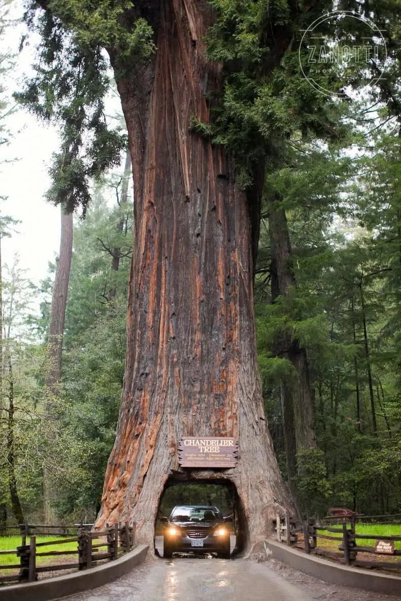 Огромные стволы деревьев. Калифорнийская Секвойя Гиперион. Секвойядендрон гигантский Мамонтово дерево. Секвойя дерево. Национальный парк Секвойя Калифорния.