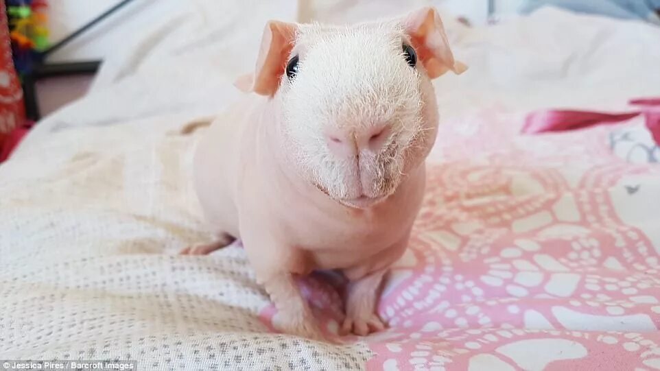 свинка скинни сфинкс. морские свинки породы сфинкс. морская свинка сфинкс черная.