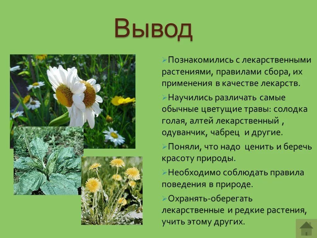 Какие растения выводят. Проект лекарственные травы. проект лекарственные растения. заключение лекарственные растения. проект на тему лекарственные травы.