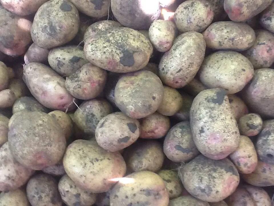 Пикассо описание сорта. Семенной картофель пикассо. сорт картофеля пикассо. картофель пикассо семена. сорт картофеля иван да марья.