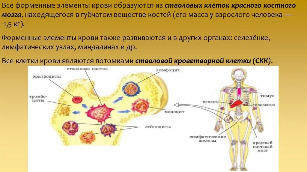 1 кровь появилась у. Стволовые клетки красного костного мозга. Форменные элементы крови костный мозг. Красный костный мозг образован.