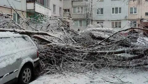 Перед снегопадом дерево начинало ронять