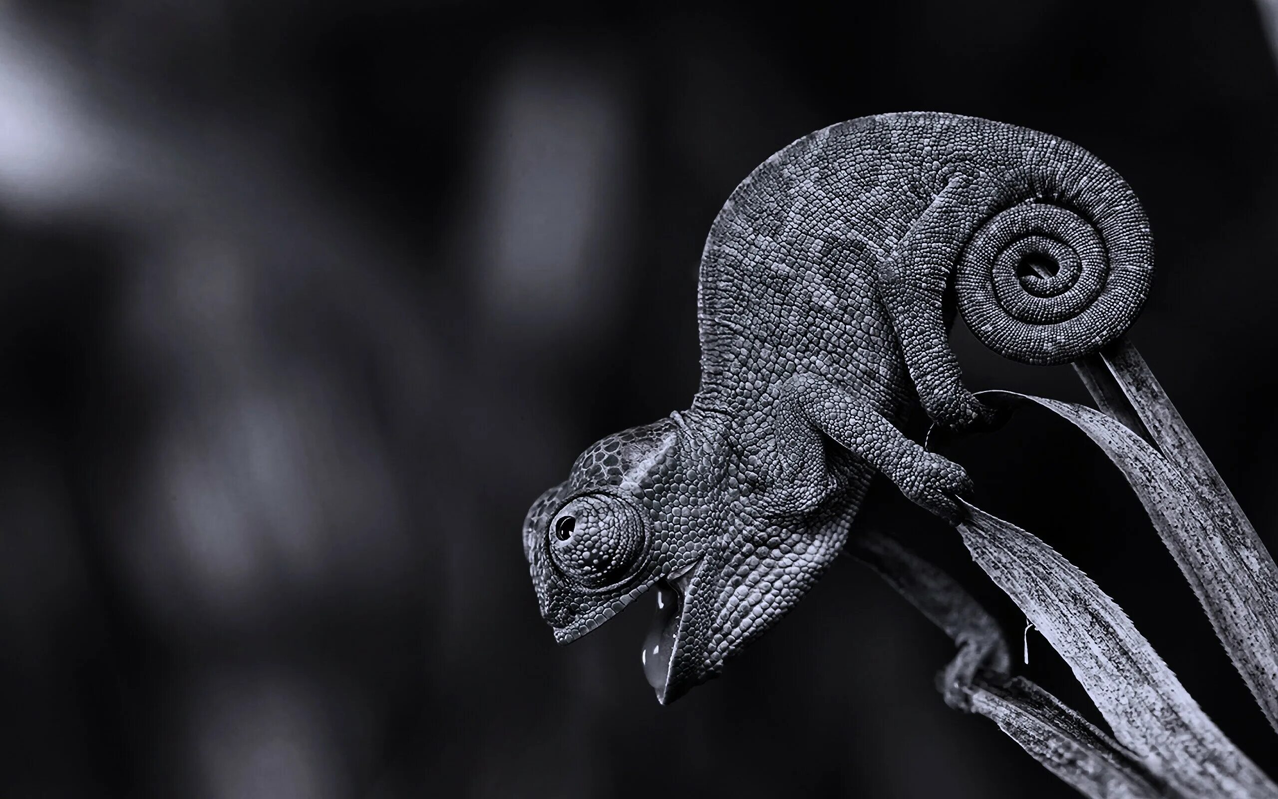 хамелеон метафора. хамелеон вернера. растение хамелеон в мексике. креативная реклама. декоративный хамелеон.