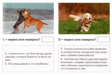 Сдать тесты собаке