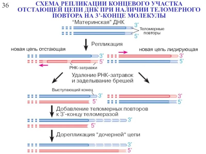 Последовательность этапов репликации молекулы днк. Репликация концевых участков днк. последовательность процессов происходящих при репликации днк. этапы процесса репликации днк. отстающая цепь днк при репликации.