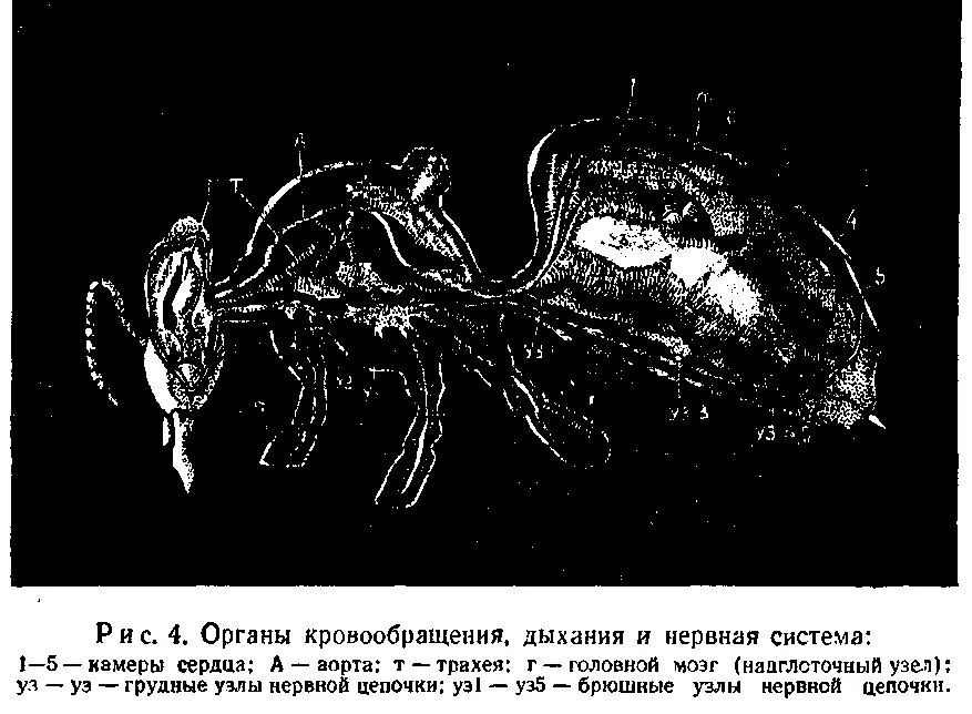 Кровообращение у насекомых. Нервная система пчелы медоносной. Кровеносная система пчелы медоносной. Строение кровеносной системы пчелы. Органы дыхания пчелы медоносной.