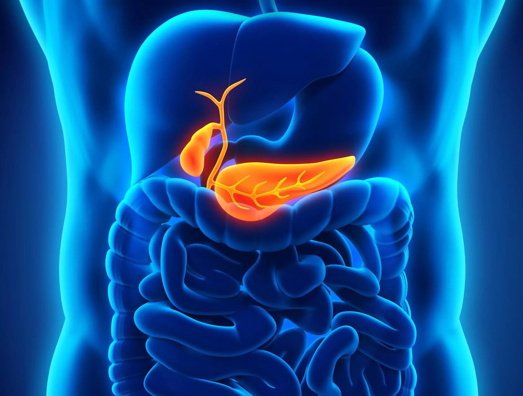 Исцеление желудка. 7.Поджелудочная железа:. Поджелудочная железа pancreas. Поджелудочнаяьжедлеза.