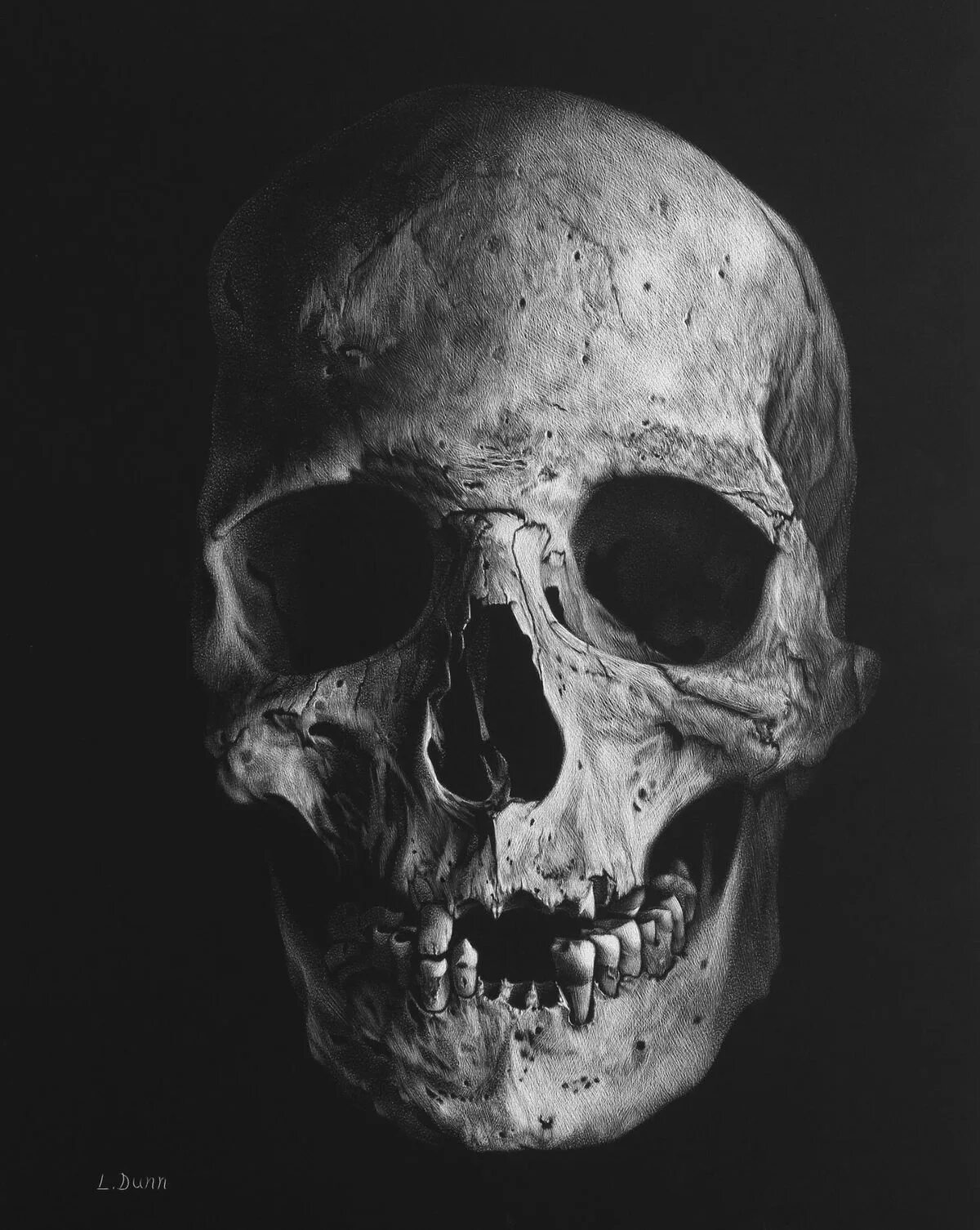 5 Weird Facts About The Human Skull (and 5 High Res Images) Skulls drawing, Huma