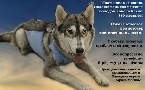 Сколько лет живут хаски