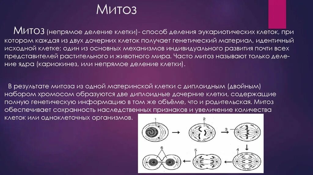 Способы деления клеток амитоз. Митоз. Митоз и амитоз. Митоз Непрямое деление. Непрямое деление клетки.