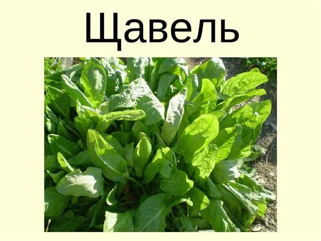 Shavel udareniye. Щавель мем. Картинка щавель звонит. Зеленые листья похожие на щавель. Щавель картинка для детей.