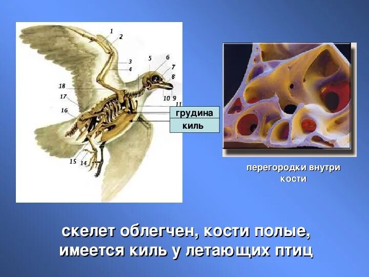 Полые кости у птиц. Строение костей птиц. Грудина у птиц. Грудная кость у птиц.