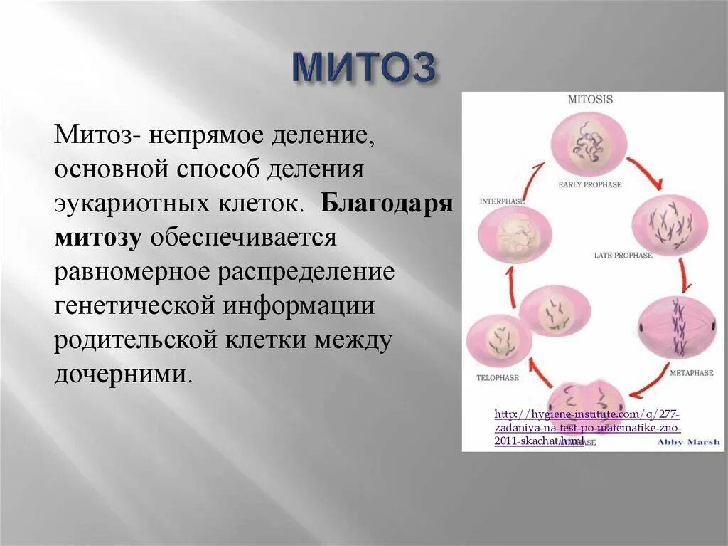 Митоз. Деление клетки митоз. Митоз это в биологии. Способы деления клетки митоз. Деление родительской клетки