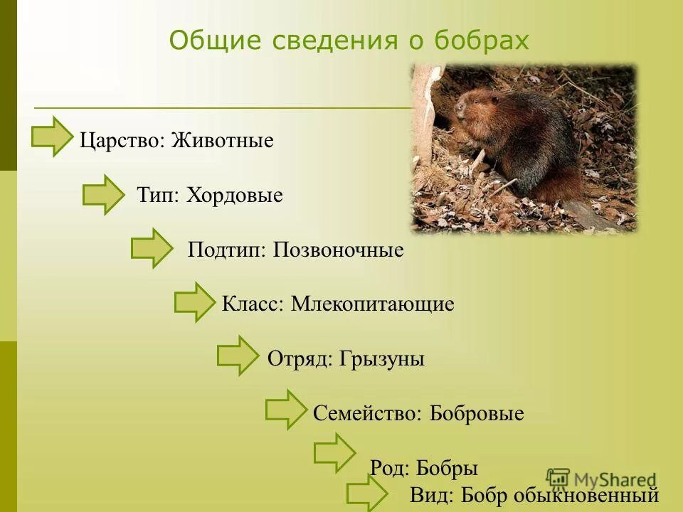 Животные царство тип класс отряд семейство. Царство Тип Подтип класс отряд семейство род вид Бобр обыкновенный. Бобр систематика. Систематика бобра речного. Класс Тип семейство род вид.