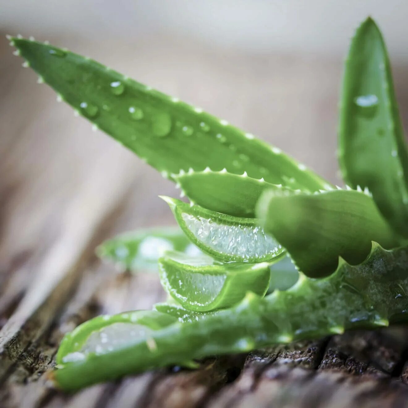 Aloe up. Алоэ барбаденсис Миллер.