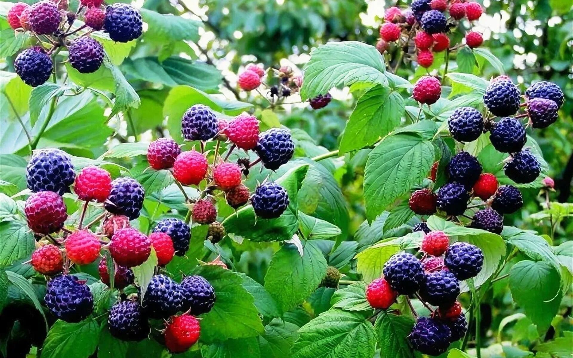 Ежевика рядом с малиной можно ли. Ежемалина Кумберленд. Малина черноплодная Кумберленд. Ежемалина Букингем Тайберри. Малина Кумберленд желтая.