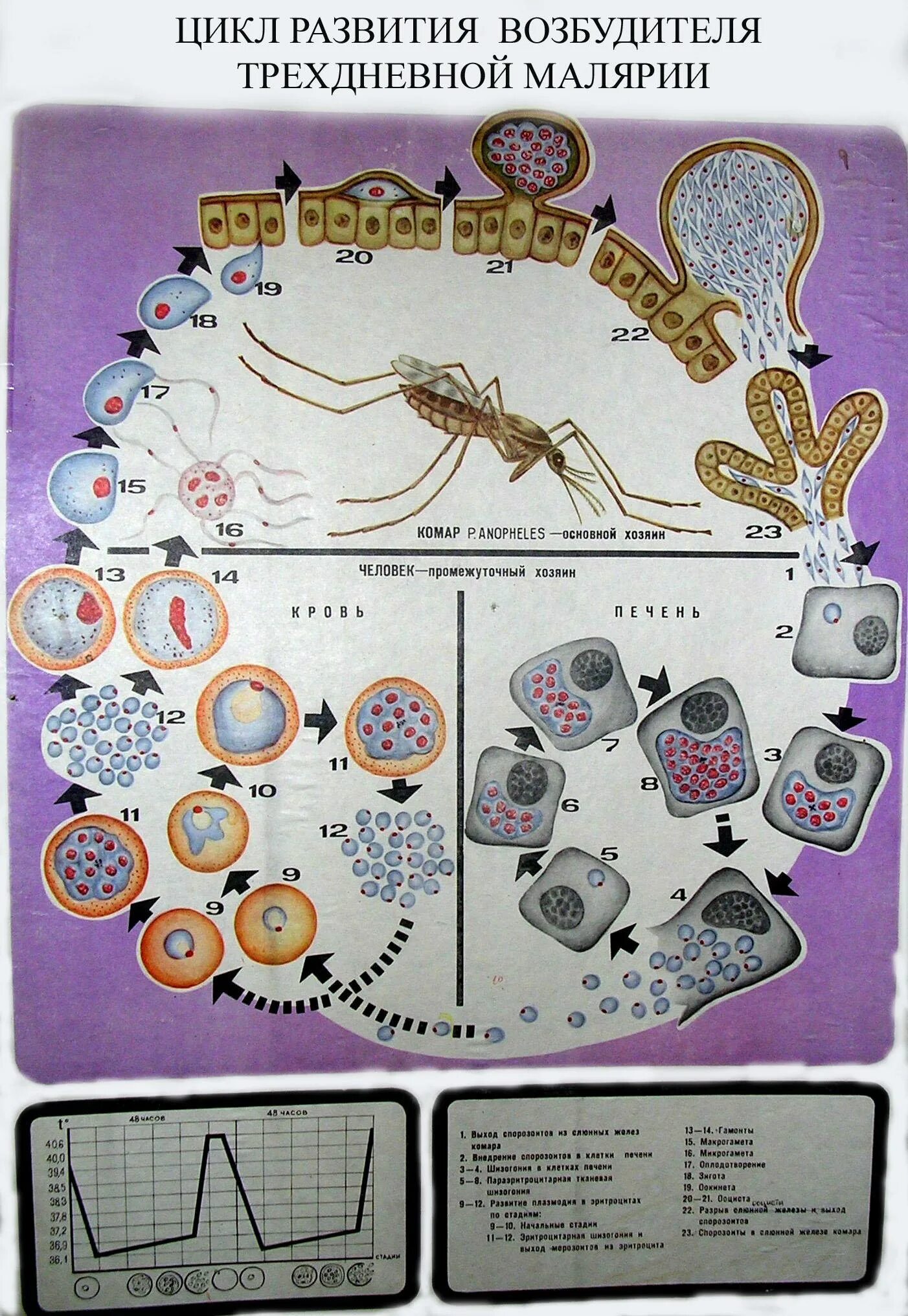 Цикл развития малярийного плазмодия. Цикл развития возбудителя трехдневной малярии схема. Жизненный цикл малярийного плазмодия схема. Цикл размножения малярийного плазмодия.