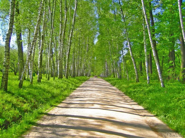 березовая аллея ясная поляна. березовая аллея в ясной поляне. ясная поляна аллея прешпект. ясные аллеи. прешпект ясной поляны толстого.