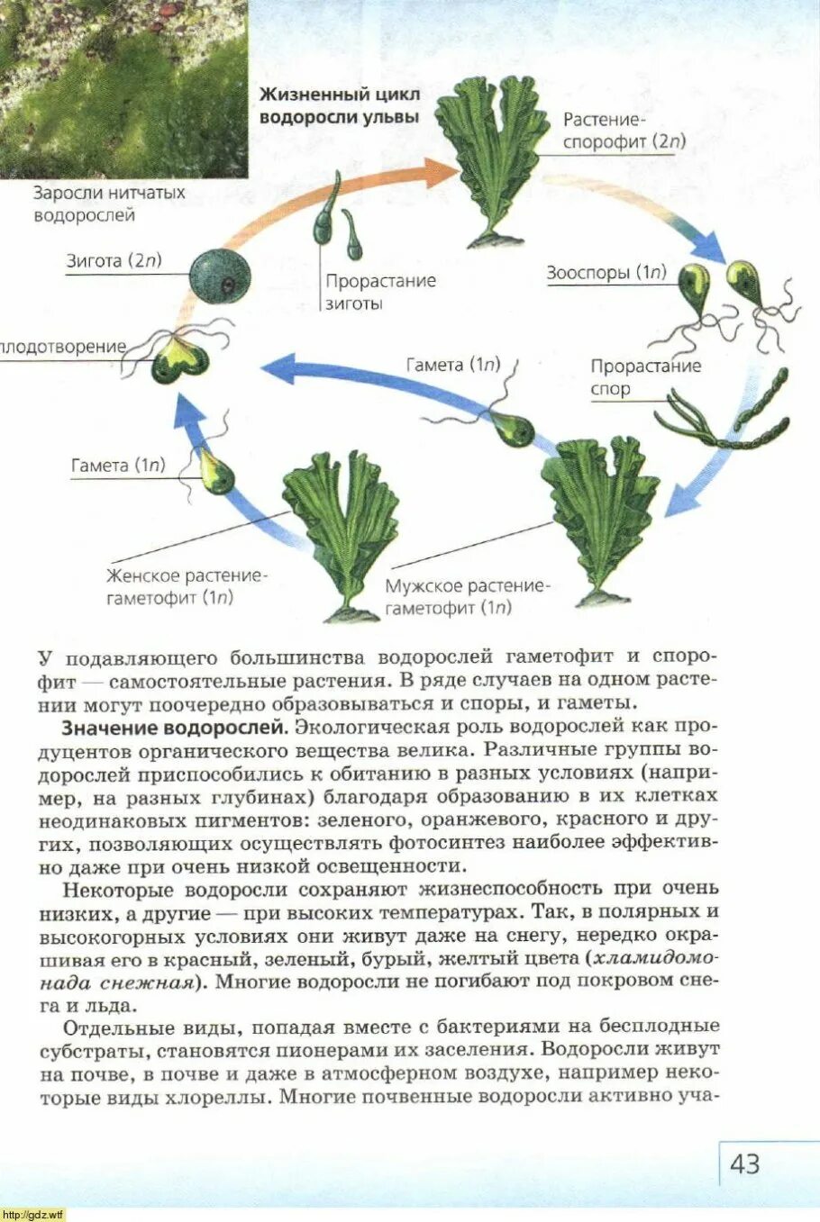 В жизненном цикле водорослей преобладает. Жизненный цикл водоросли ульвы схема. Размножение и жизненный цикл ульвы. Жизненный цикл водорослей Ульва. Ульва цикл развития.