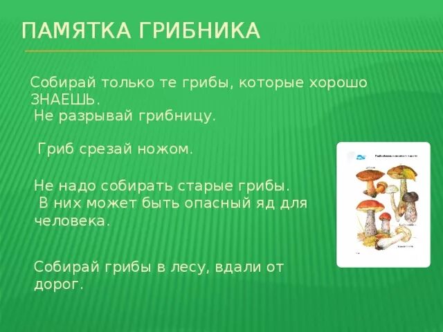 Памятка как собирать грибы. Памятка как собирать грибы