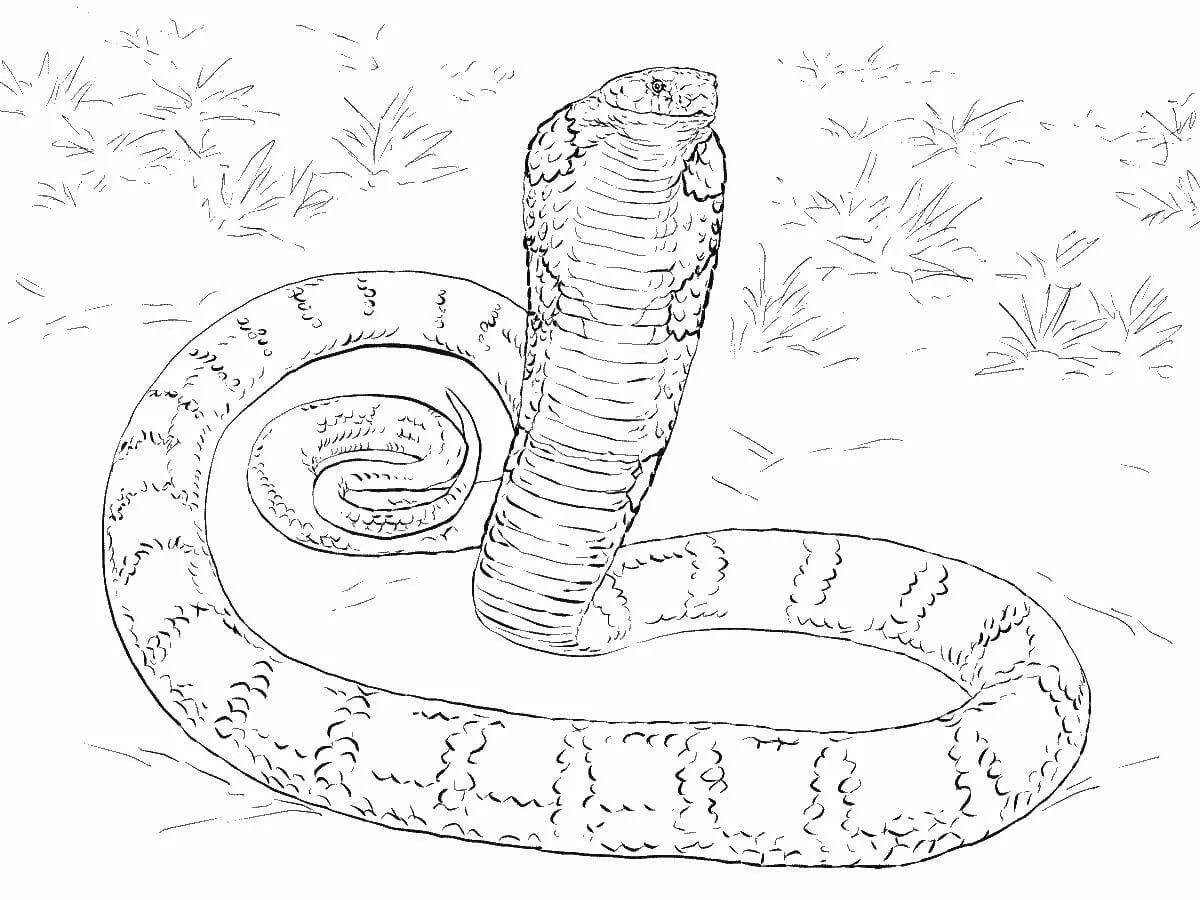 Раскраска змей для детей. Раскраска змея Королевская Кобра. Раскраска змеи Королевская Кобра. Степная гадюка раскраска. Раскраска змеи для детей.