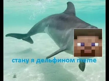 Ellen decided to become a dolphin keeper