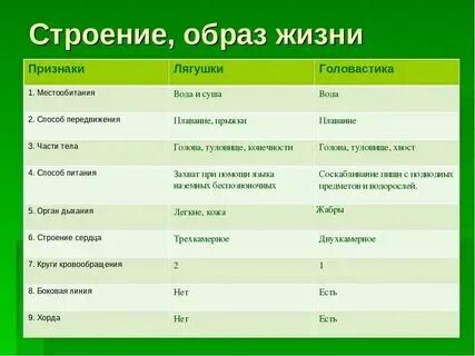 Сравнительная характеристика строения изученных организмов
