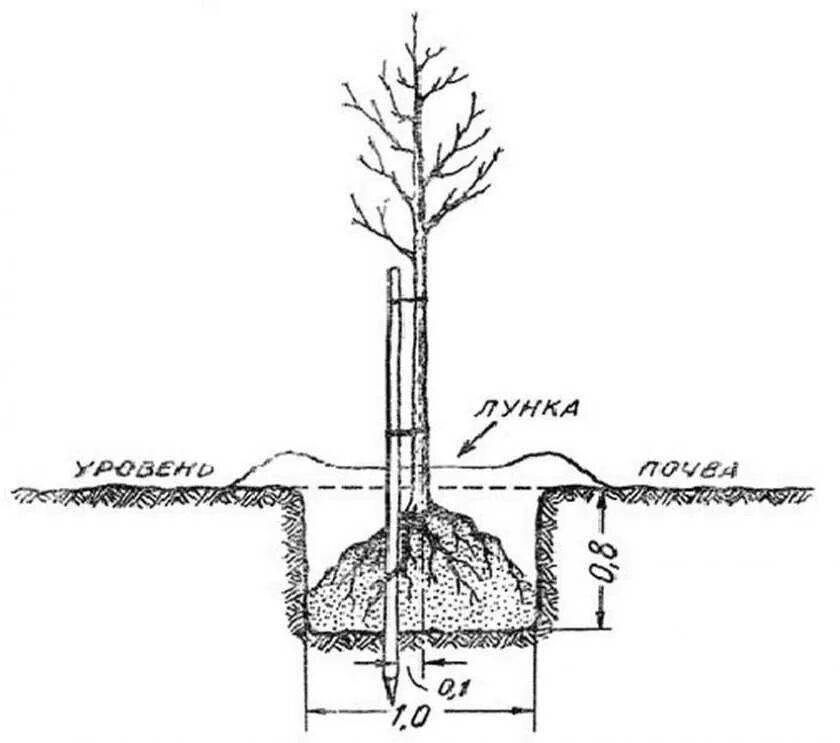 Высота саженца розы 10 см какой высоты. Схема посадки саженца яблони весной. Посадка яблони весной саженцами. Схема посадки саженца яблони. Схема посадки саженцев яблони.