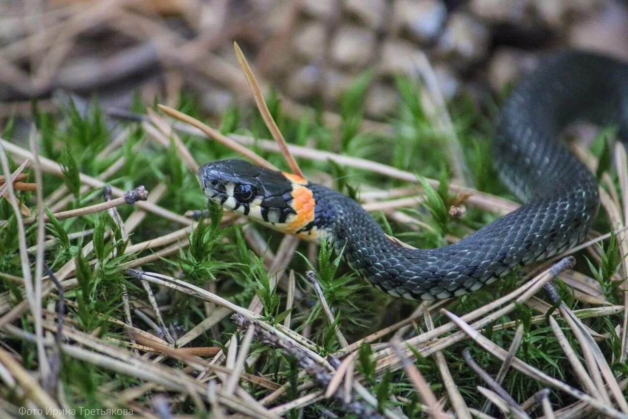 Grass snake. Змея уж обыкновенный. Обыкновенный уж Байкал. Уж обыкновенный Крым. Уж обыкновенный Краснодар.